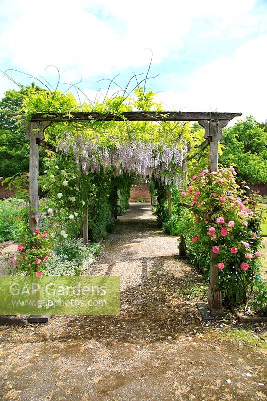 Pergola couverte de glycines et de roses dans le jardin clos historique