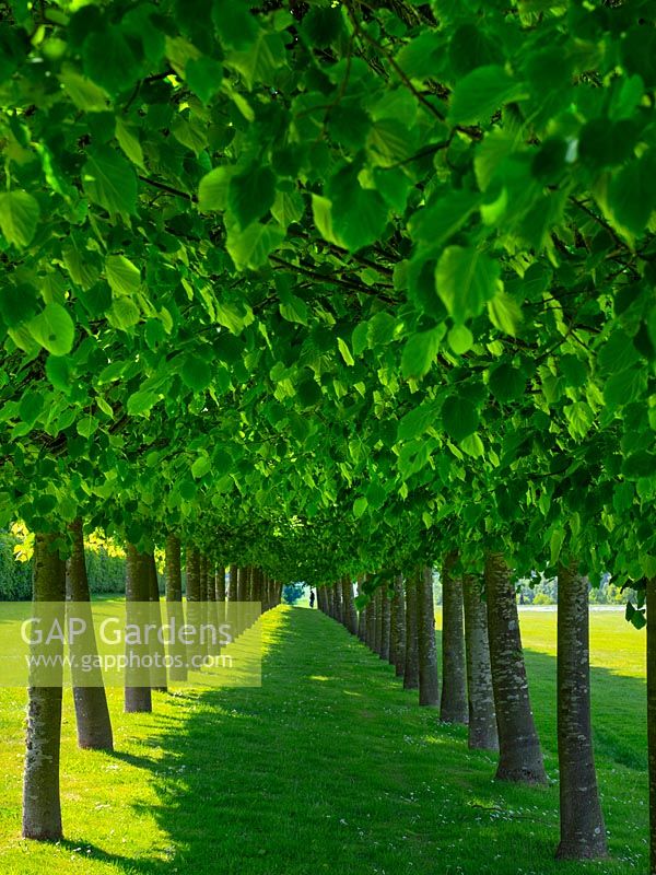 Une longue avenue de deux lignes de charmes à tête plate - Carpinus betulus à Houghton Hall Norfolk