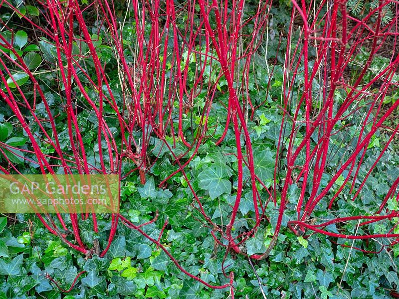 Rameau rouge Cornus sibirica Cornus sibirica et couvre-sol de lierre