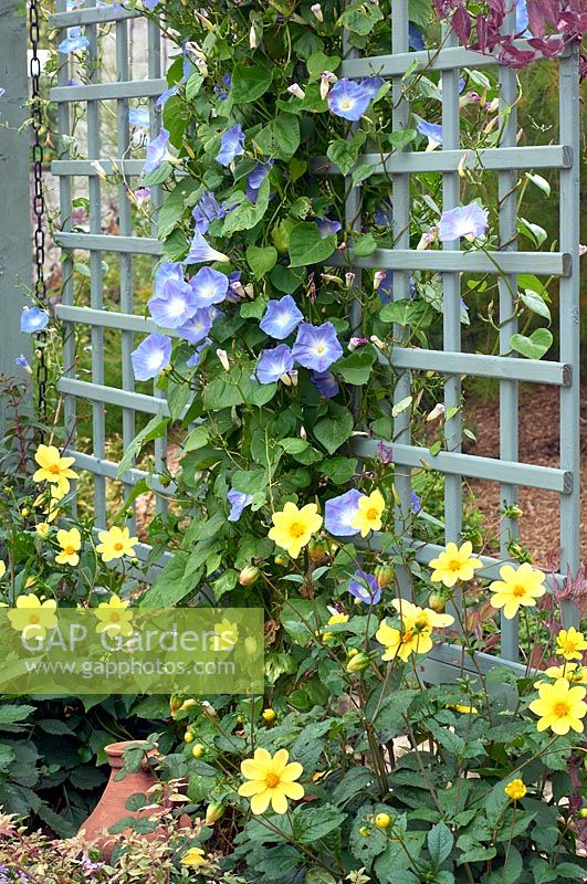 Ipomoea tricolor 'Heavenly Blue' avec un semis de Dahlia jaune