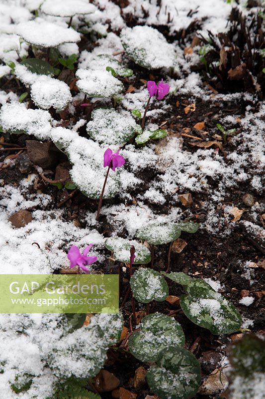 Cyclamen coum floraison dans la neige