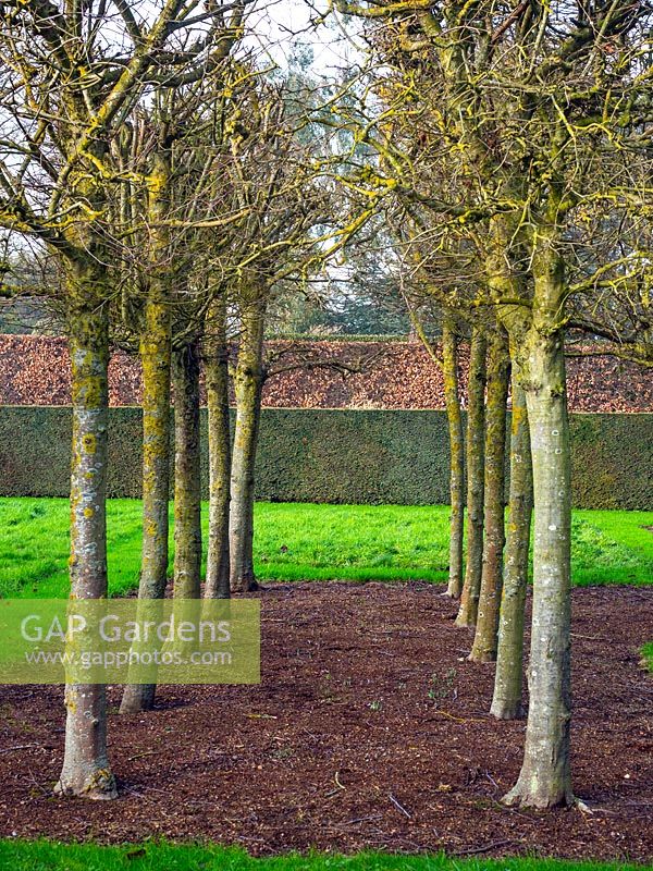 Espalier Carpinus - arbres de charme taillés formant bosquet à East Ruston Old Vicarage, Norfolk, Royaume-Uni.