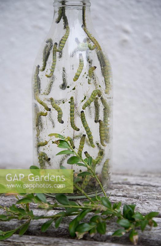 Box Tree Moth caterpillar, Cydalima perspecalis dans une bouteille en verre