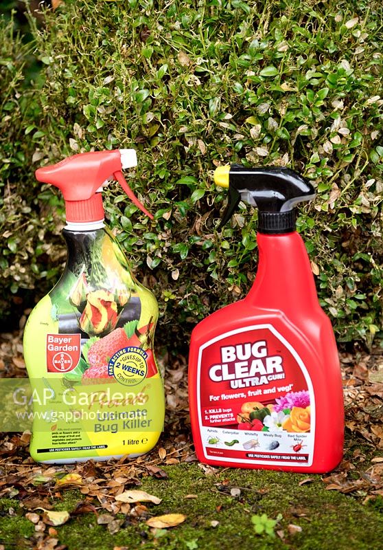 Pesticides provado et Bug Clear Ultra pour lutter contre Cydalima perspecalis, teigne du buis