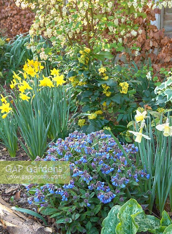 Pulmonaria 'Lewis Palmer', Narcisse 'Courlis', Narcisse 'Jenny Out', Mahonia aquifolium 'Sioux' et Ribes sanguineum 'White Icicle'