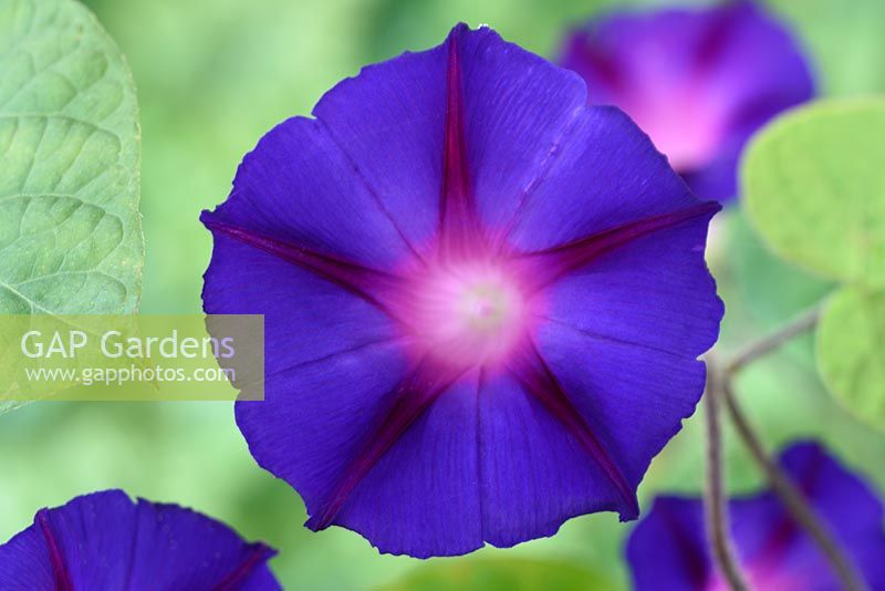 Ipomoea purpurea 'Grandpa Otts' - Morning Glory
