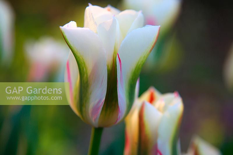 Tulipa 'Flaming Spring Green' - syn. Tulipa 'Feuillage printanier'