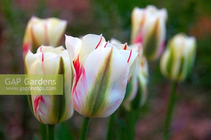 Tulipa 'Flaming Spring Green' syn. Tulipa 'Feuillage printanier'