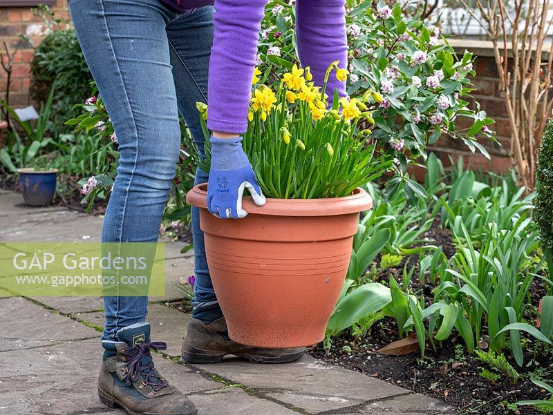 Mettre des pots de jonquilles pré-plantés pour égayer un jardin de devant