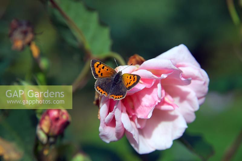 Lycaena phlaeas Petit papillon en cuivre se prélassant sur une fleur de rose musquée hybride Rosa 'Felicia'