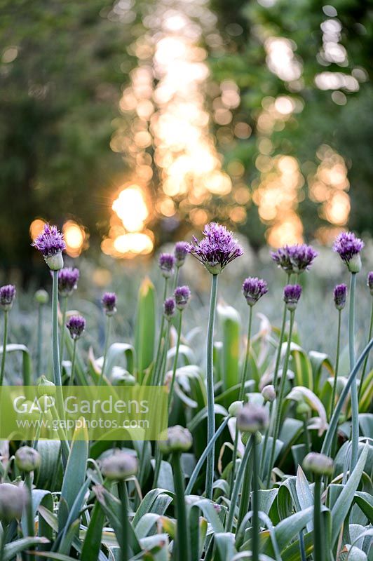 Allium 'Purple Rain' - Oignon décoratif 'Purple Rain'