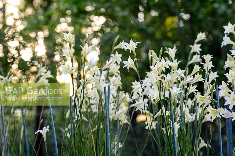 Gladiolus tristis - Fleur du soir