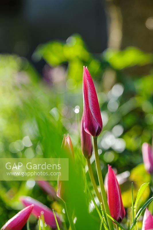 Tulipa «bâton de menthe poivrée»