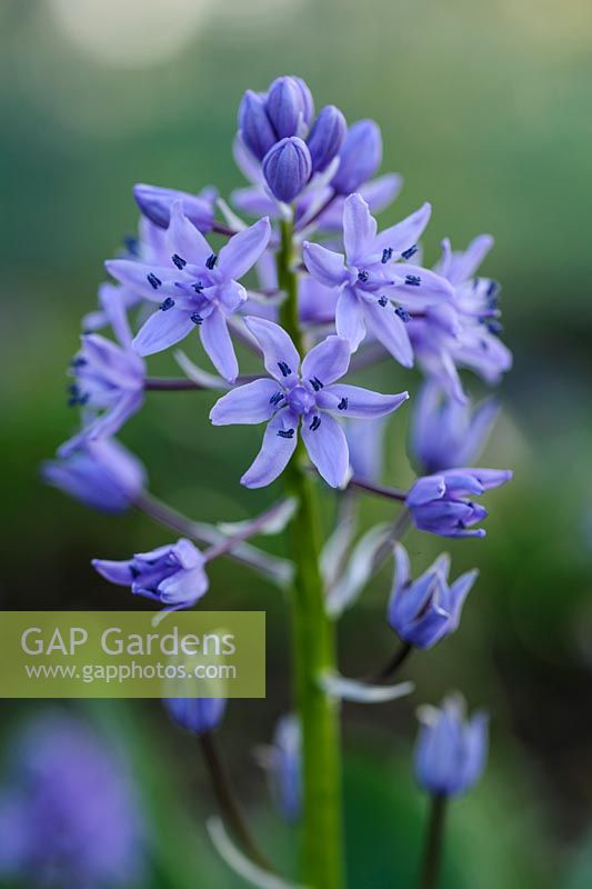 Scilla lilio-hyacinthus Bleu