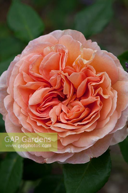 Rosa «Abraham Darby» - Rose «Abraham Darby»
