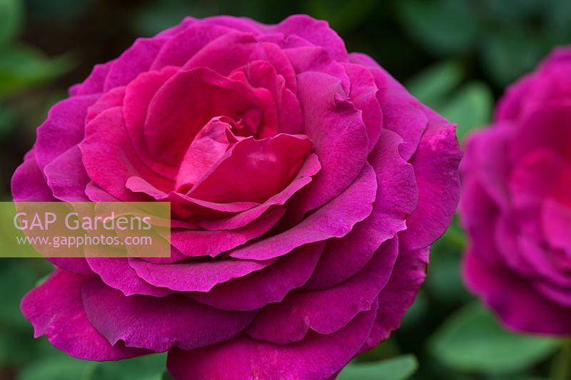Rosa 'Big Purple' - Rose 'Big Purple'