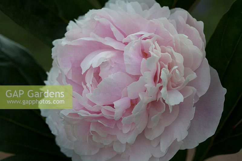 Paeonia lactiflora 'Sarah Bernhardt' - Pivoine 'Sarah Bernhardt '