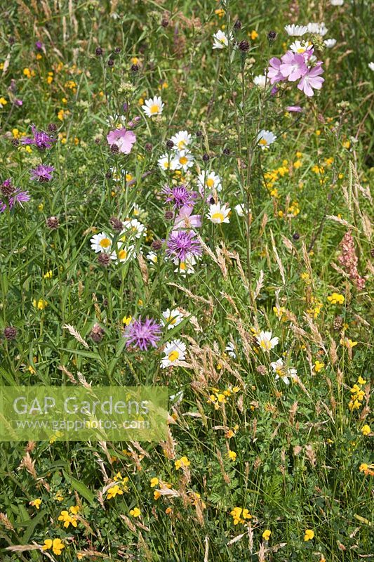 Prairie de fleurs sauvages peuplée de marguerites, de centaurée, de renoncule des prés, de Malva moschata, de trèfle à pattes d'oiseaux.