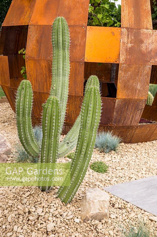 Polaskia Chichipe cactus poussant dans un parterre de gravier en pierre en face d'un coin salon en dôme en acier corten rouillé. Cactus Direct Garden au RHS Tatton Park Flower Show, 2017. Designers: Michael McGarr chez Warnes McGarr and Co.
