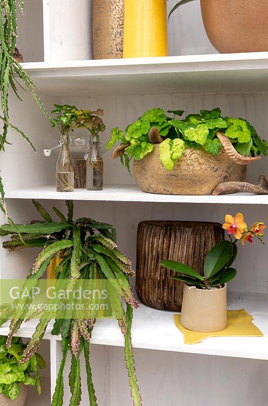 Diverses plantes d'intérieur dans des pots et des pots exposés sur des étagères blanches modernes et contemporaines