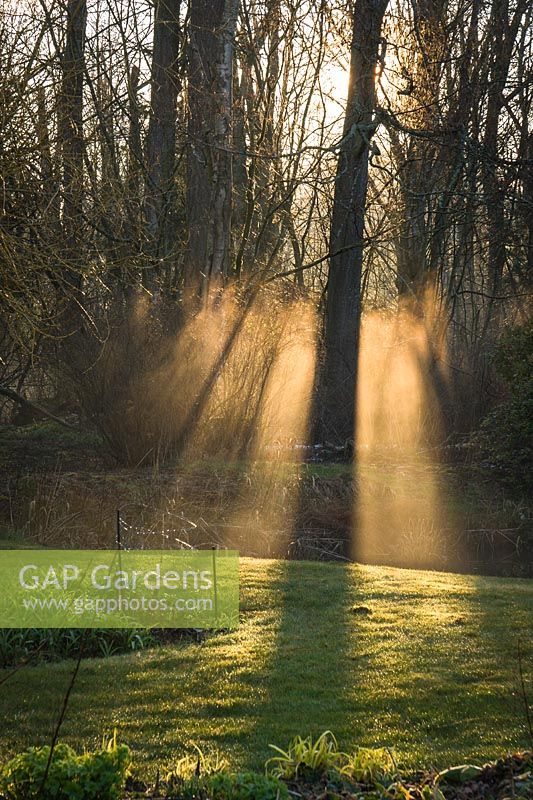 Brouillard au début du printemps jardin vivace rétro-éclairé par le soleil du matin