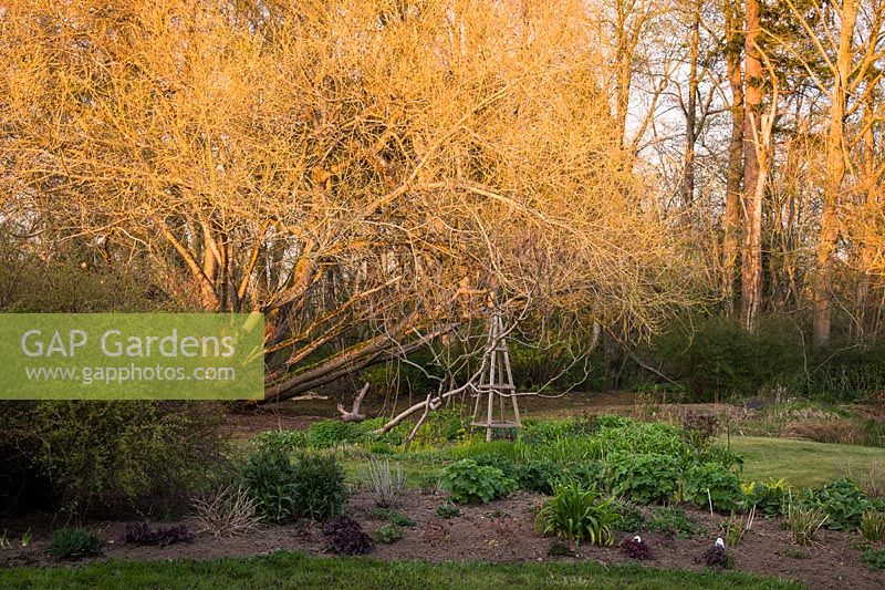 Salix lasiandra - Willow - près d'un parterre de fleurs vivaces avec obélisque en bois