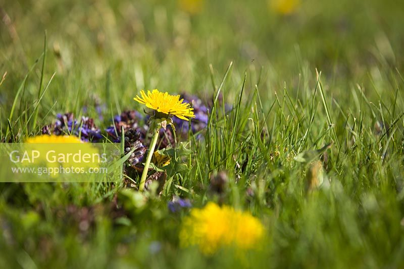 Taraxacum officinale - Pissenlit - et Ajuga reptans - Bugle - fleurit dans une pelouse