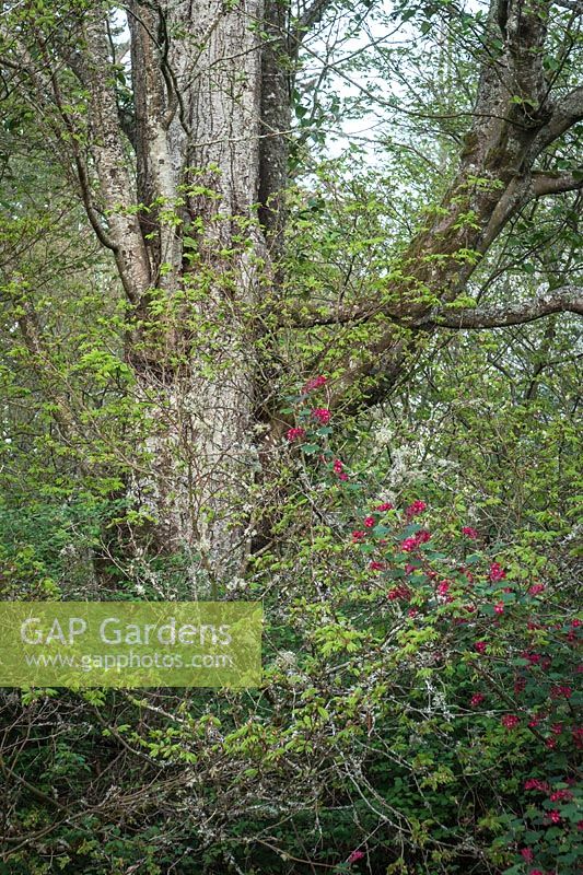 Alnus rubra - Aulne rouge - tronc avec Acer circinatum - Érable de la vigne - et Ribes sanguineum - Groseille à fleurs rouges