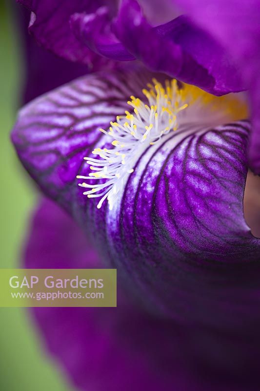 Iris germanica cv. - Détail de fleur d'iris barbu violet