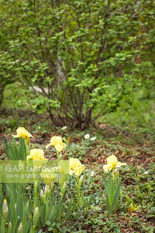 Iris pumila cv - Iris barbu nain jaune