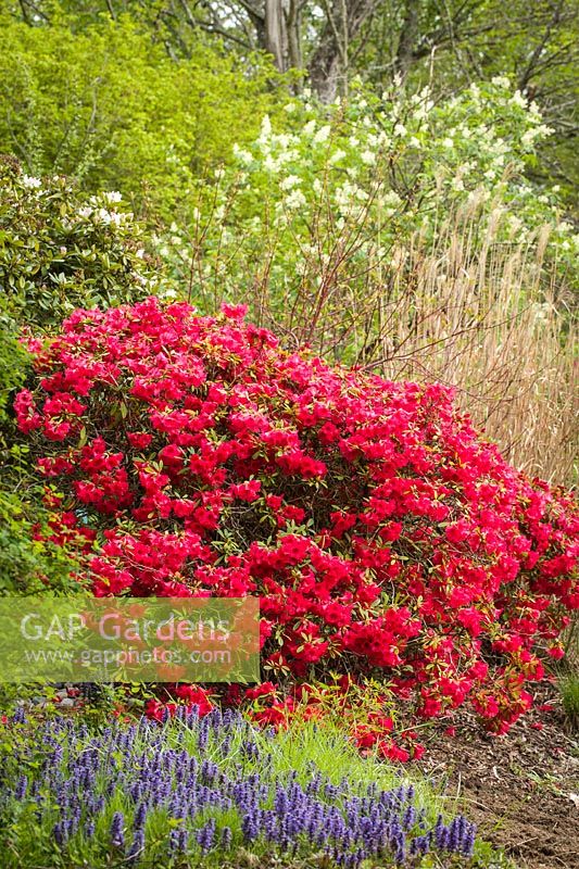 Rhododendron cv., Ajuga reptans, Sambucus racemosa - Rhododendron rouge encadré de Bugleweeds et de sureau rouge