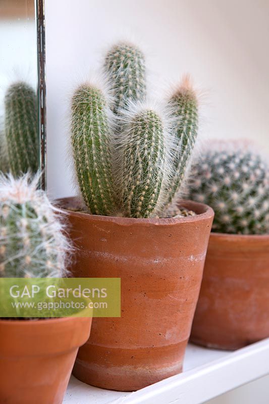 Différentes variétés de cactus dans de petits pots en terre cuite