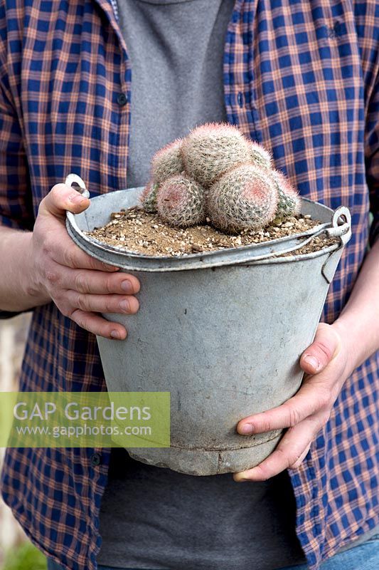 Personne tenant des cactus poussant dans un pot seau vintage