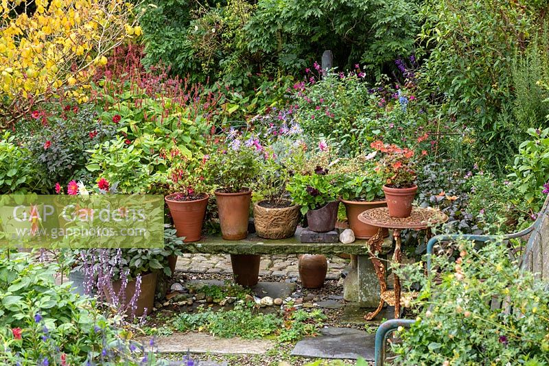 Pots de géraniums, fuchsias et dahlias sur banc en pierre dans le jardin de chalet.