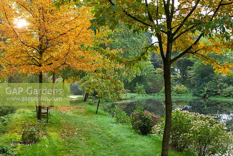 Arbres de couleur d'automne à côté d'un grand étang.