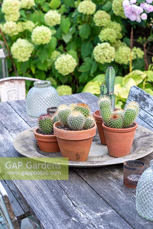 Présentoir de cactus sur table avec Mammillaria hahniana 'Old Lady Cactus', Ferocactus cylindracus 'Barrel Cactus' et Pachycereus schottii dans des pots en terre cuite.