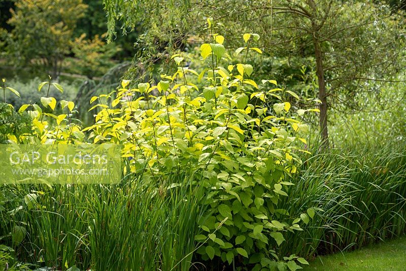 Cornus sericea ssp occidentalis 'Sunshine' - Cornouiller occidental - août