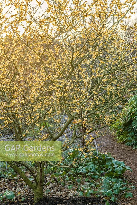 Chimonanthus praecox 'Grandiflorus' - Wintersweet - au soleil de fin d'après-midi