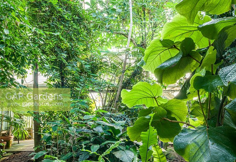 Coccoloba pubescens dans une maison tropicale