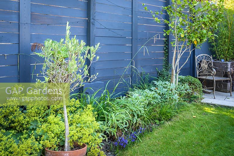 Plantation d'ombre avec fougère arborescente, Alchemilla mollis et Helleborus à Walthamstow Modern Garden par Earth Designs