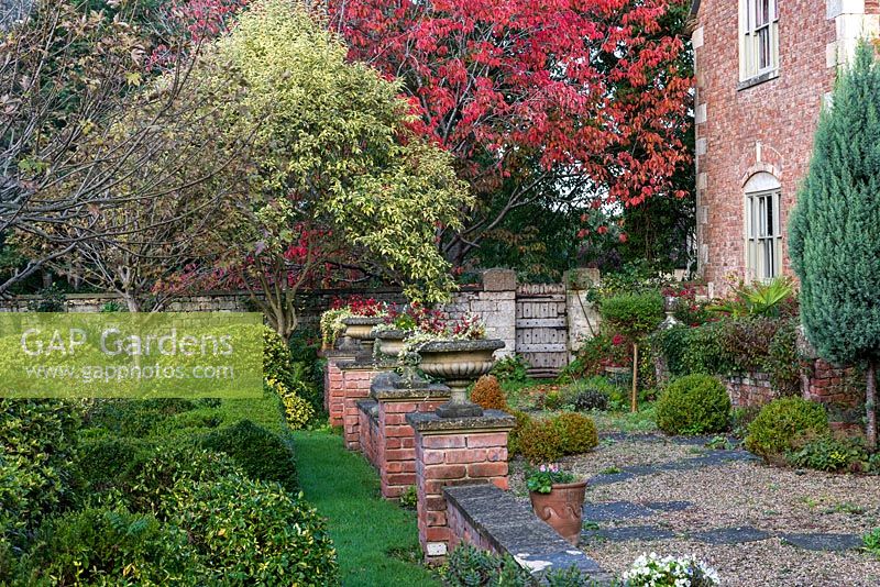 Vue le long d'une ancienne terrasse, au-delà d'un cerisier ornemental mature au feuillage rouge d'automne. Urnes plantées de bégonias et de pervenche.