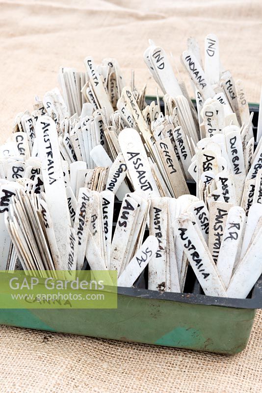 Étiquettes de plantes de cultivar Canna dans un bac