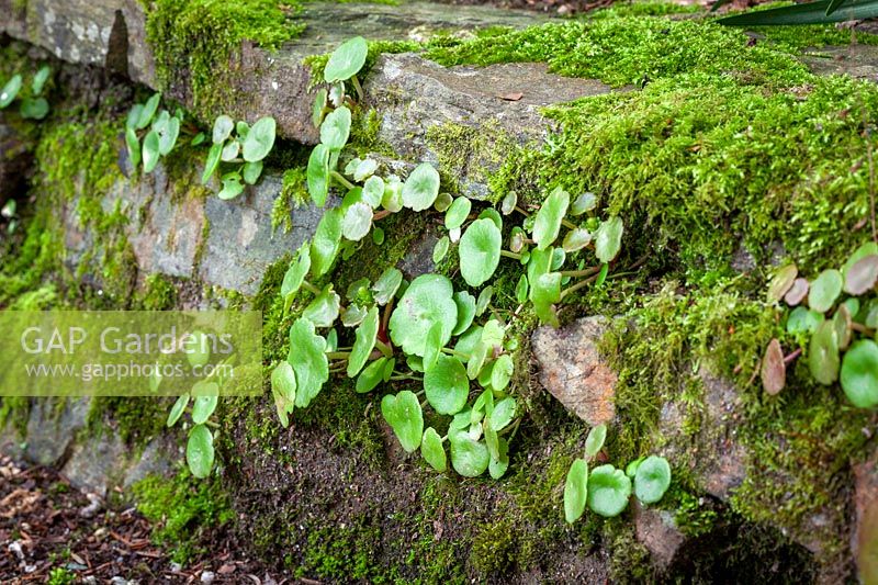 Umbilicus rupestris - Navelwort, Pennywort - poussant dans un mur moussu
