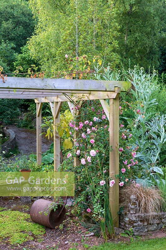 Pergola couverte de roses avec rouleau à gazon dans un jardin de cottage