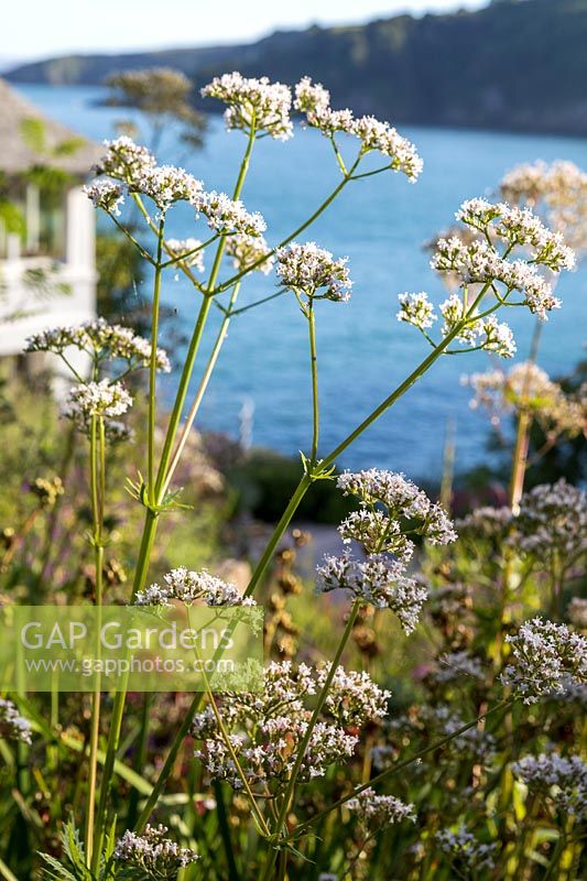 Valeriana officinalis - Valériane commune - dans un parterre de fleurs dans un jardin en bord de mer