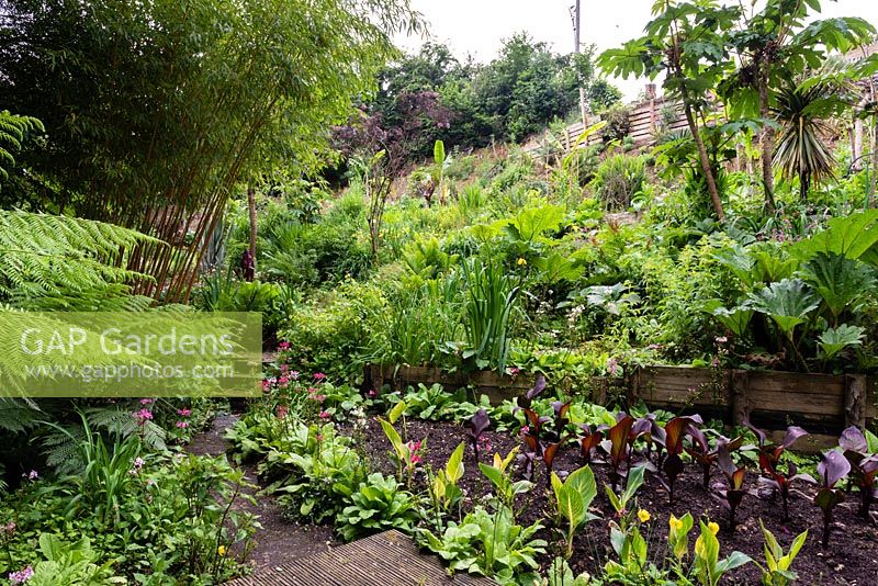 Vue sur un jardin situé dans une vallée escarpée avec son propre microclimat abrité, qui permet aux tendres plantes exotiques de s'épanouir.