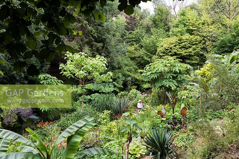 Jack Salway dans son jardin situé dans une vallée escarpée, avec son propre microclimat abrité qui permet aux tendres plantes exotiques de s'épanouir.