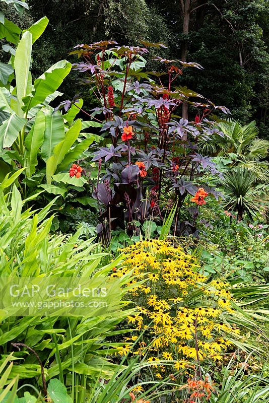 Parterre coloré dans un jardin subtropical, avec Ricinus communis, Canna 'General Eisenhower' et Rudbeckia.