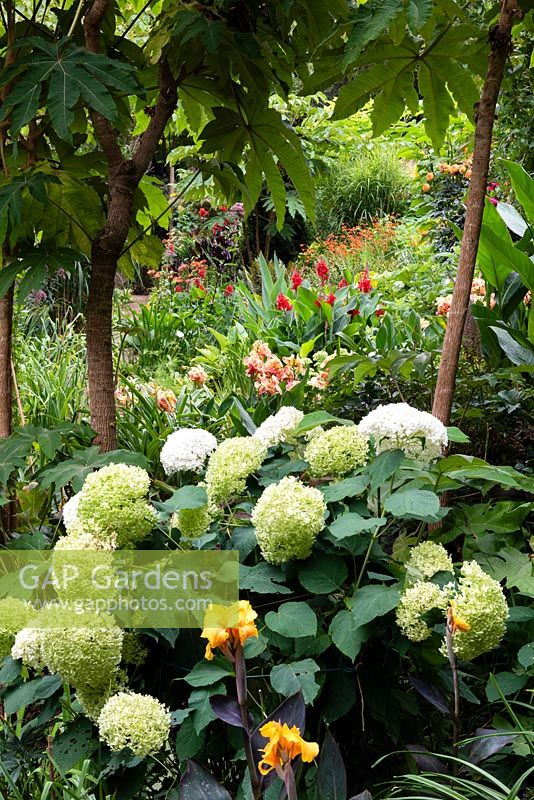 Vue à travers l'hortensia 'Annabelle' et Tetrapanax jusqu'à Cannas dans un jardin subtropical, qui est situé dans une vallée escarpée avec son propre microclimat abrité qui permet aux plantes exotiques tendres de s'épanouir.
