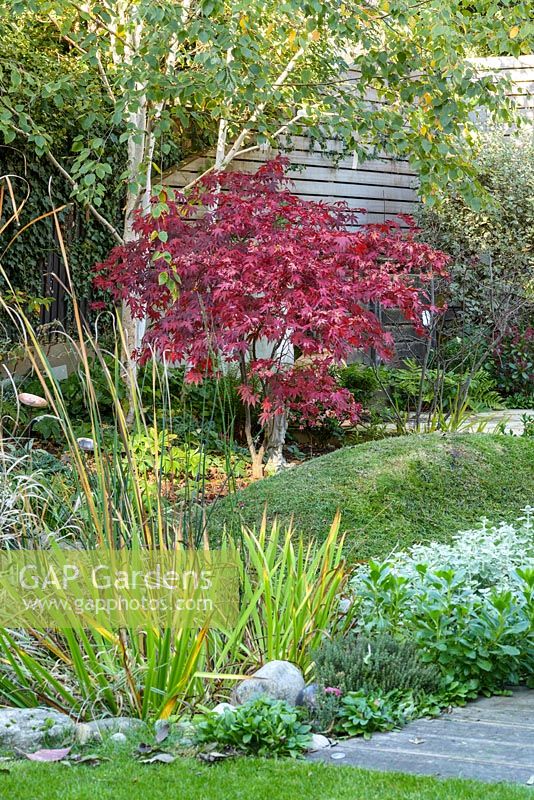 Jardin de la ville nécessitant peu d'entretien Vue sur le jardin avec Acer palmatum 'Bloodgood' et la sculpture de Mike Speller